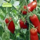Plant de tomate Cornue des Andes