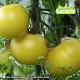 Plant de tomate Douce de Picardie