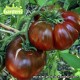 Plant de tomate Black Aisberg