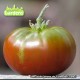 Plant de tomate Black Aisberg