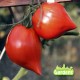 Plant de tomate téton de Vénus