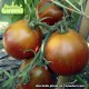 Plant de tomate black pear