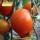 Plant de tomate jaune flammée