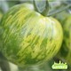 Plant de tomate Green Zebra