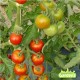 Plant de tomate miel du Mexique