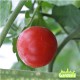 Plant de tomate miel du Mexique