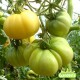 Plant de tomate Grosse Blanche