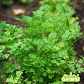Plant de Coriandre bio