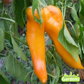Plant de Poivron Golden Treasure Bio