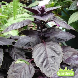 Plant de Basilic Rood bio