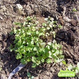 Plant de Menthe Chocolat bio