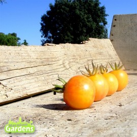 Plant de tomate Marizol Gold Cherry