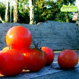Plant de tomate Stupice