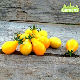 Plant de tomate cerise poire jaune