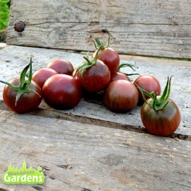 Plant de tomate cerise black cherry