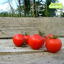 Plant de tomate cerise Miel du Mexique