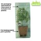 Plant de tomate cerise Miel du Mexique