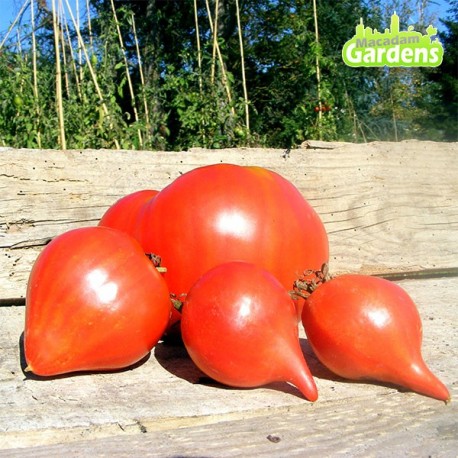 Plant de tomate Téton de Vénus