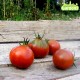 Plant de tomate Black Pear