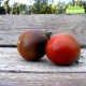 Plant de tomate Slovenian Black