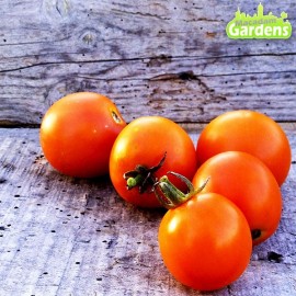 Plant de tomate Jaune Flammée