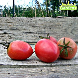 Plant de tomate Grushovka