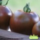 Plant de tomate Noire de Crimée