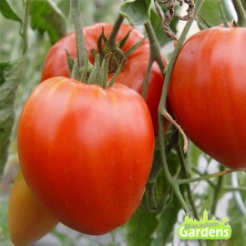 Plant de tomate Coeur de Boeuf Rouge