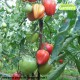 Plant de tomate Coeur de Boeuf Reif Red