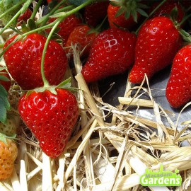 Plant de fraisier cijosée bio 