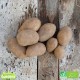 Pomme de terre allians