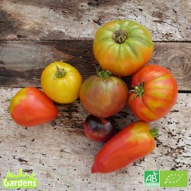 Tomates variétés anciennes Bio