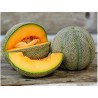 Melon charentais petit caibre bio