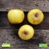 Pomme jaune goldrush bio 500 gr